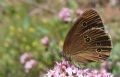 Aphantopus hyperantus